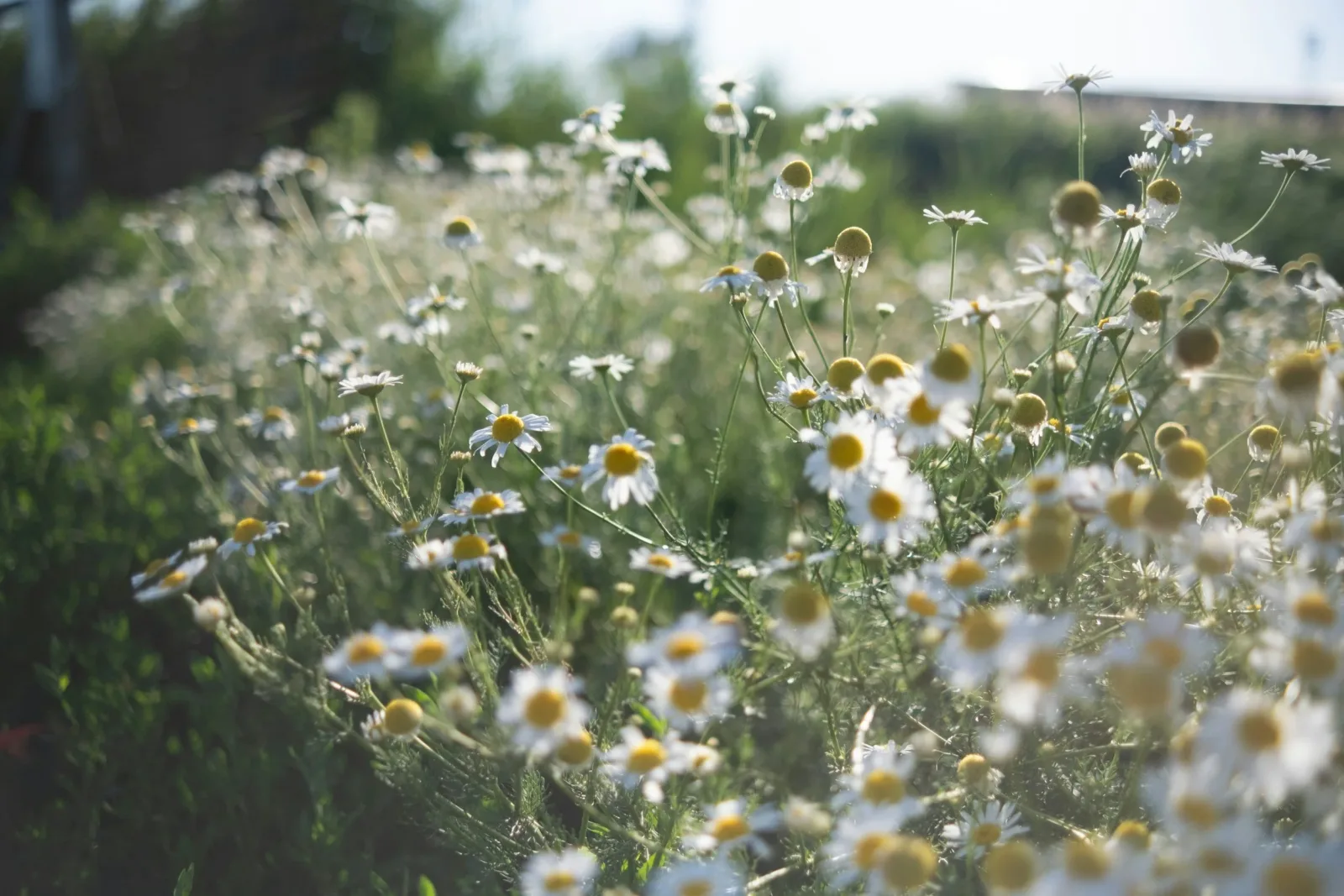Biodynamic Gardens at Three Springs