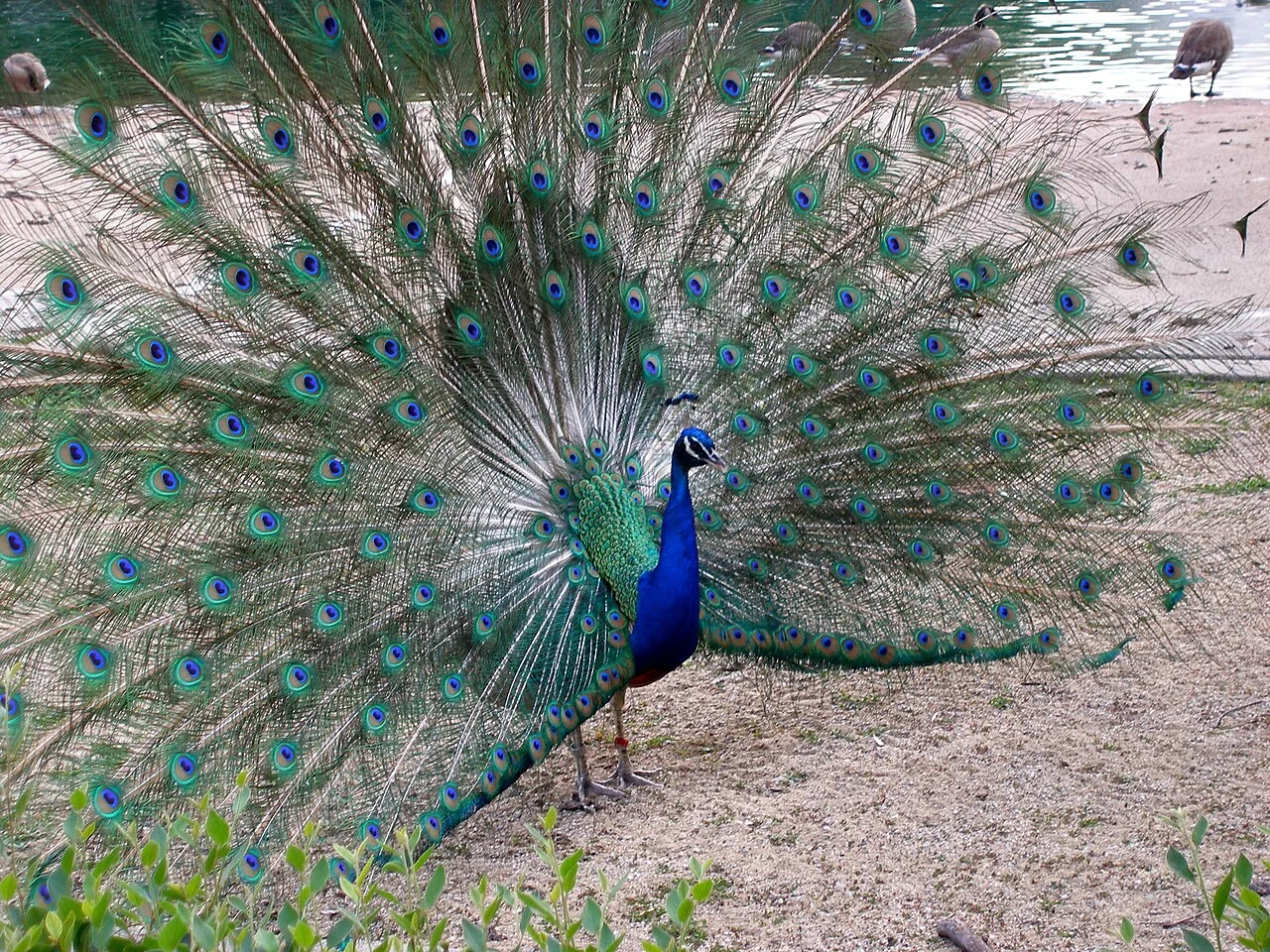 Brookfield Zoo