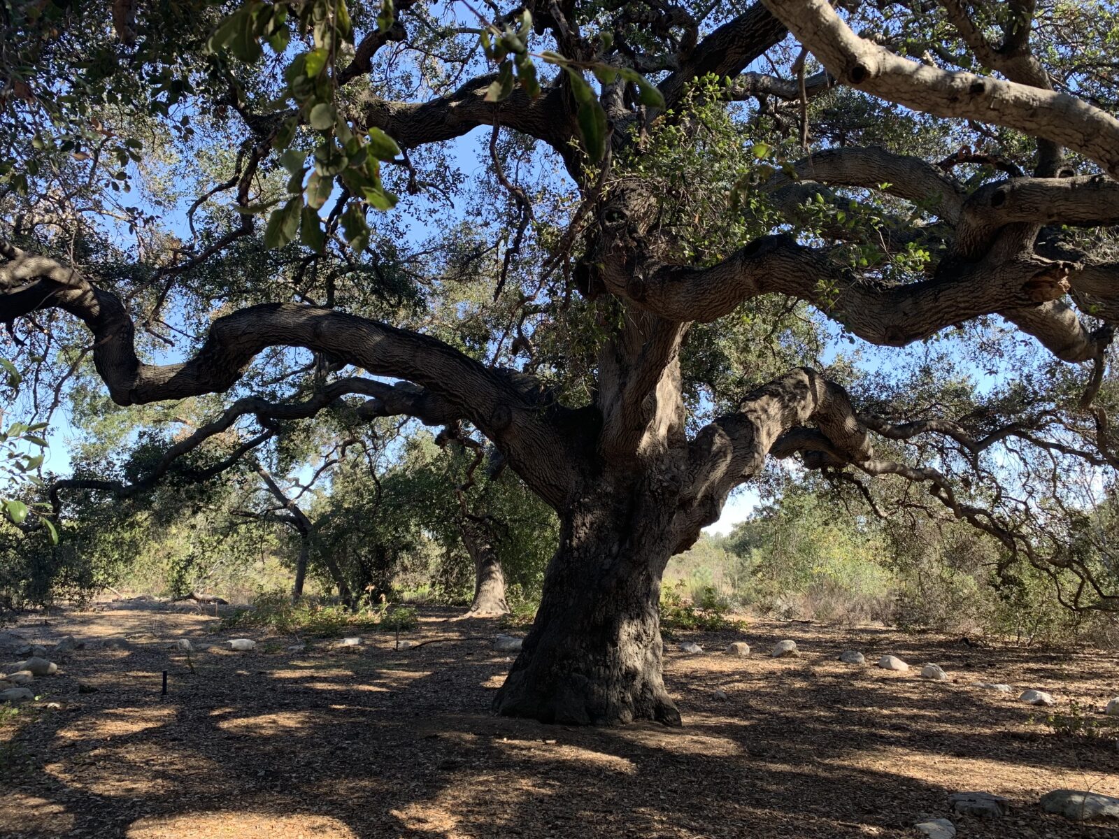 California Botanic Garden