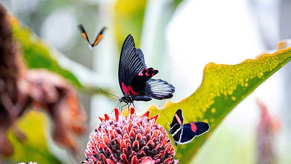Cockrell Butterfly Center