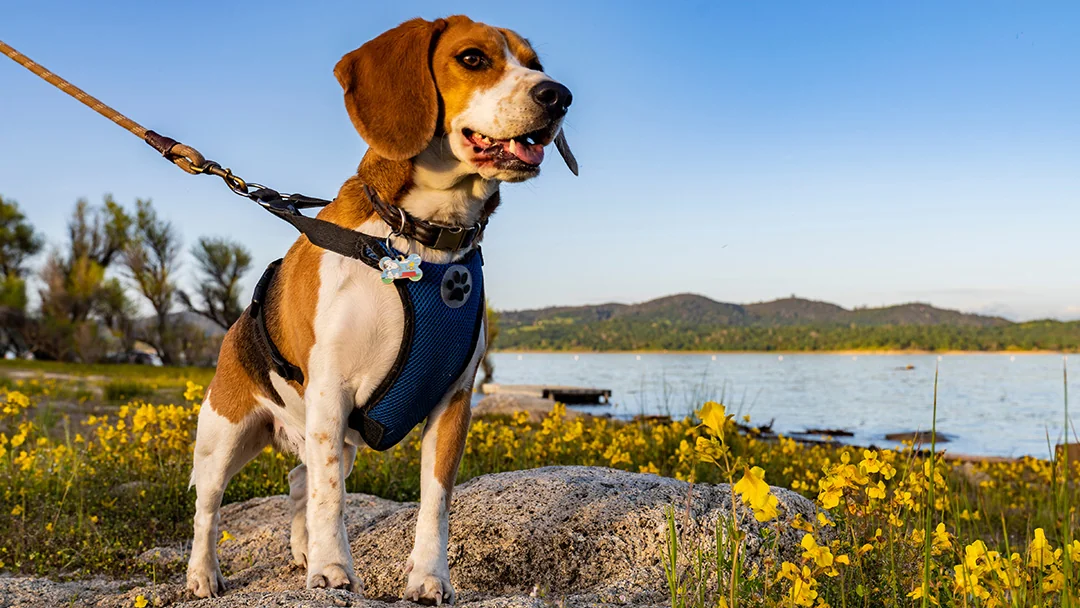 Folsom Lake State Recreation Area