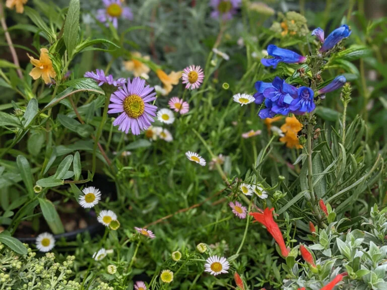 Gardens of Golden Gate Park – San Francisco Botanical Garden