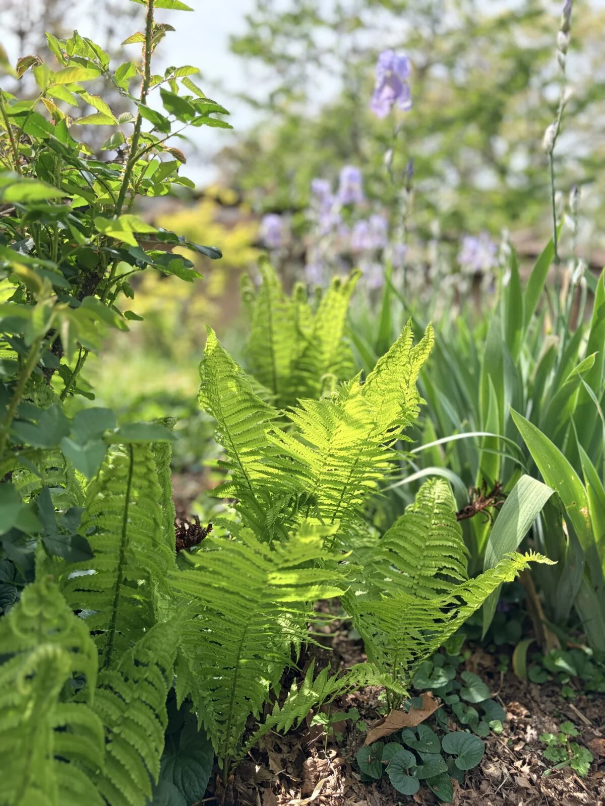 Knoxville Botanical Garden and Arboretum