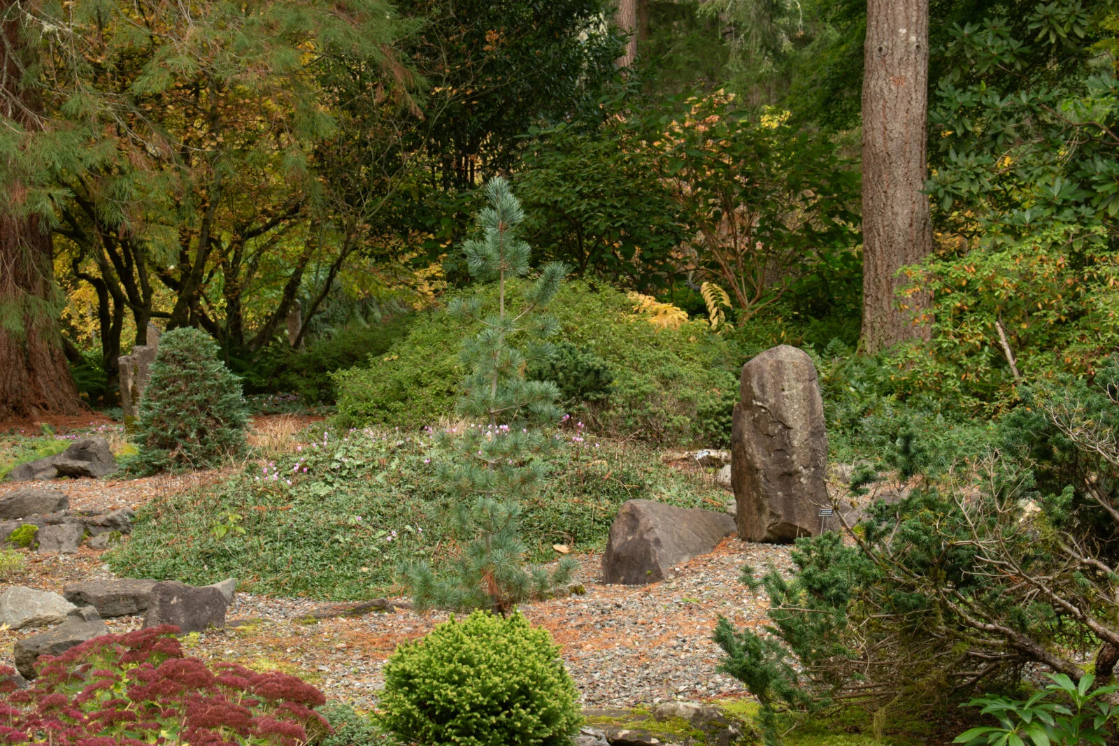 Lake Wilderness Arboretum