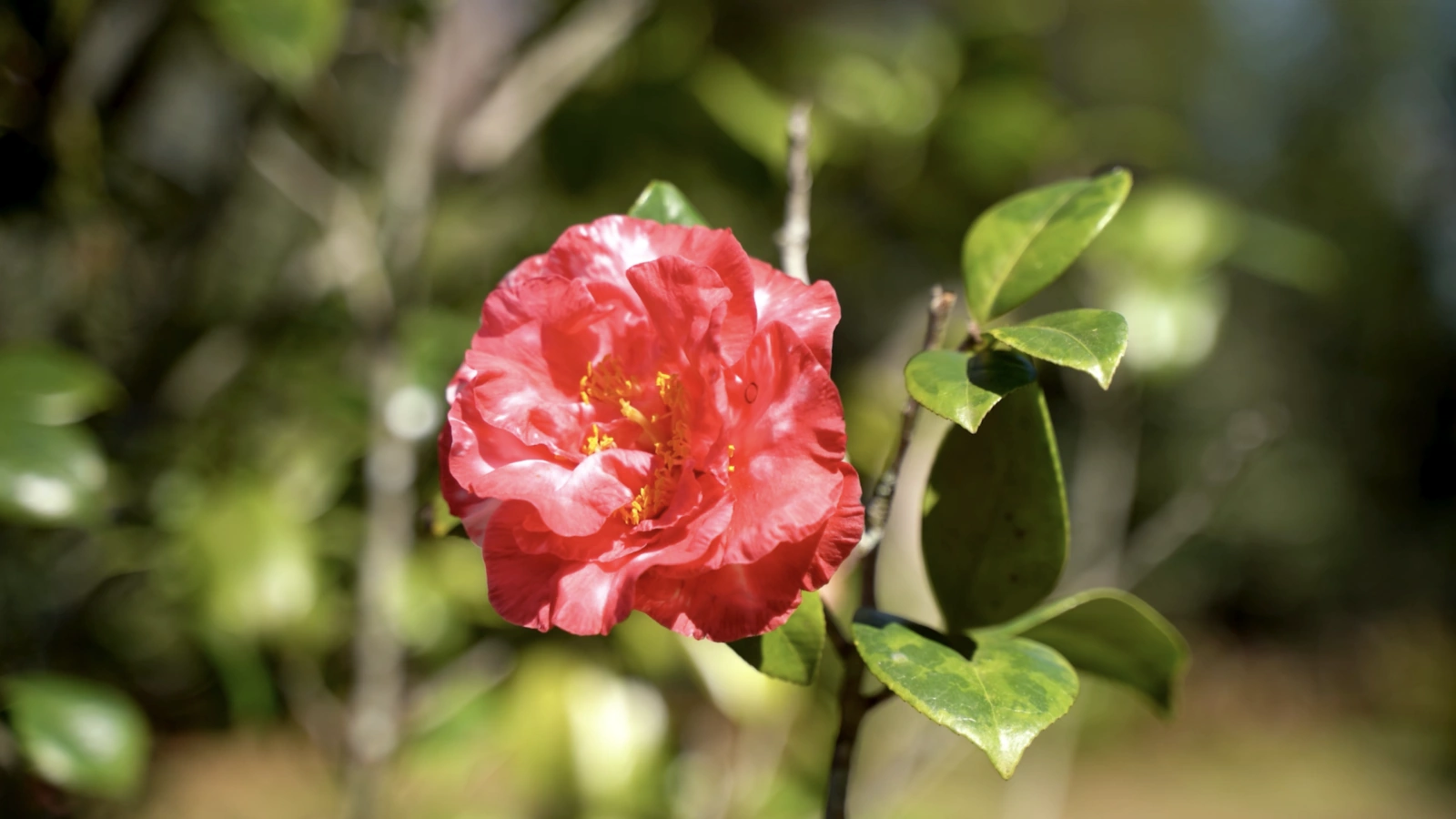 Mead Botanical Garden