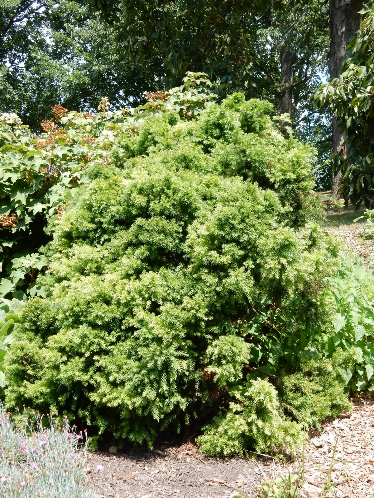 Morris Arboretum