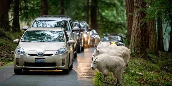 Northwest Trek Wildlife Park