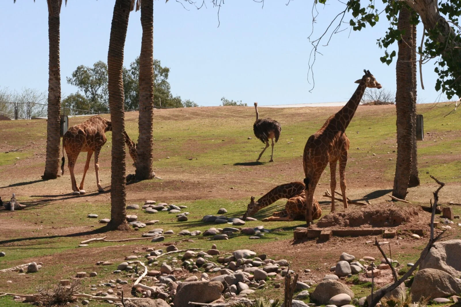 Phoenix Zoo
