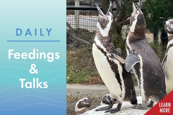 San Francisco Zoo & Gardens