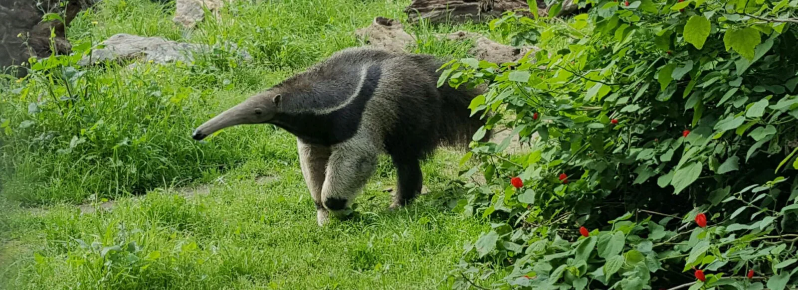 Santa Ana Zoo