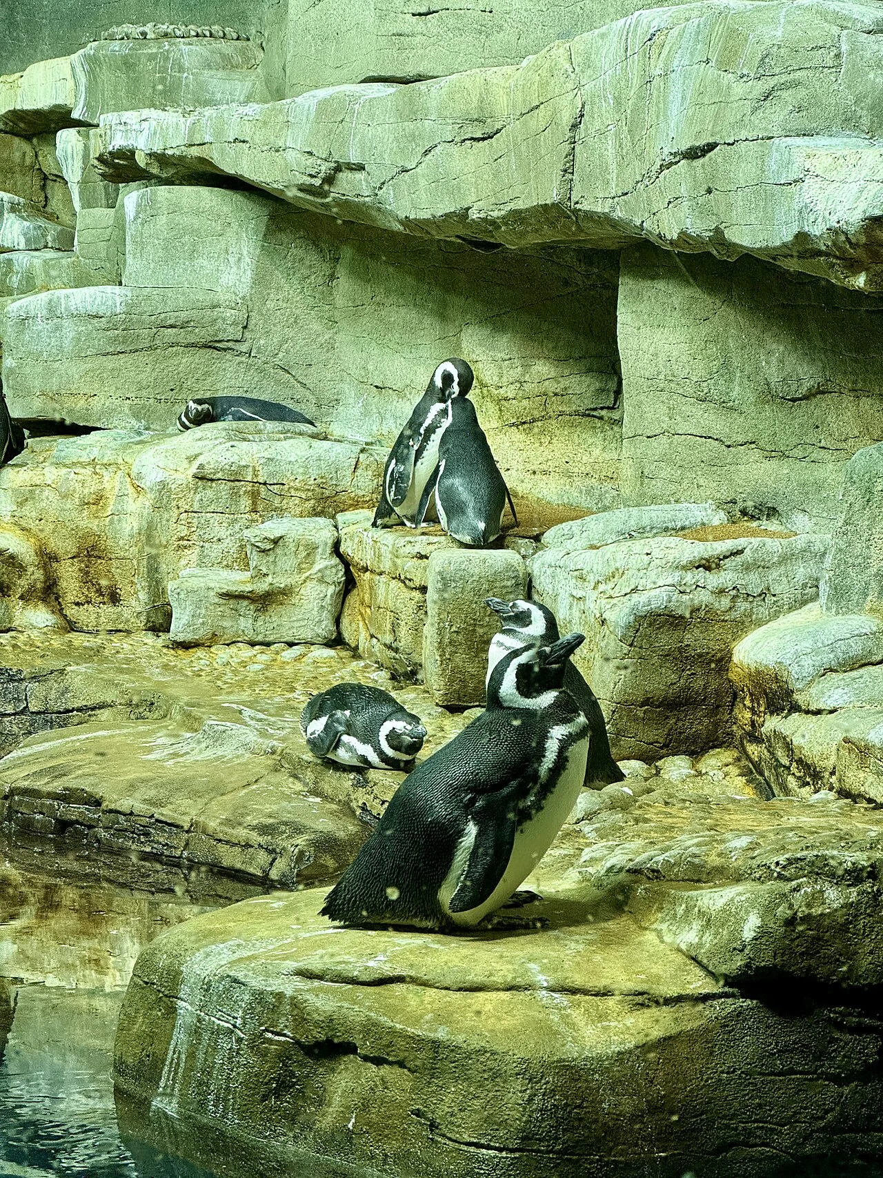 Shedd Aquarium