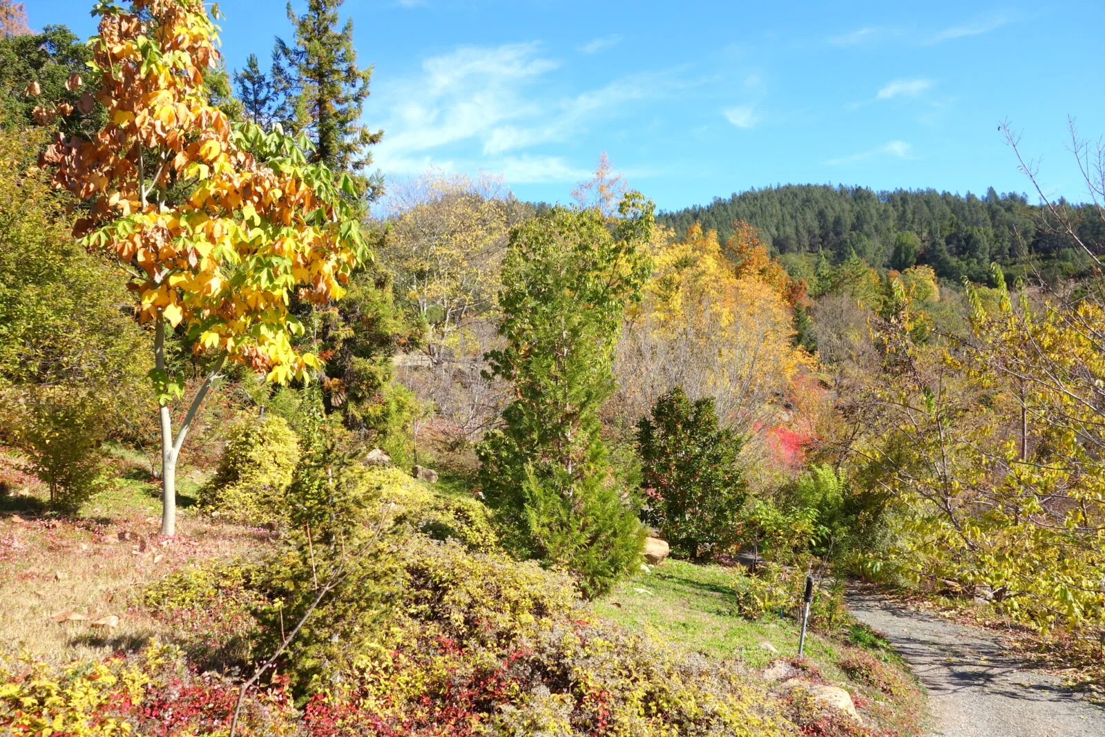Sonoma Botanical Garden
