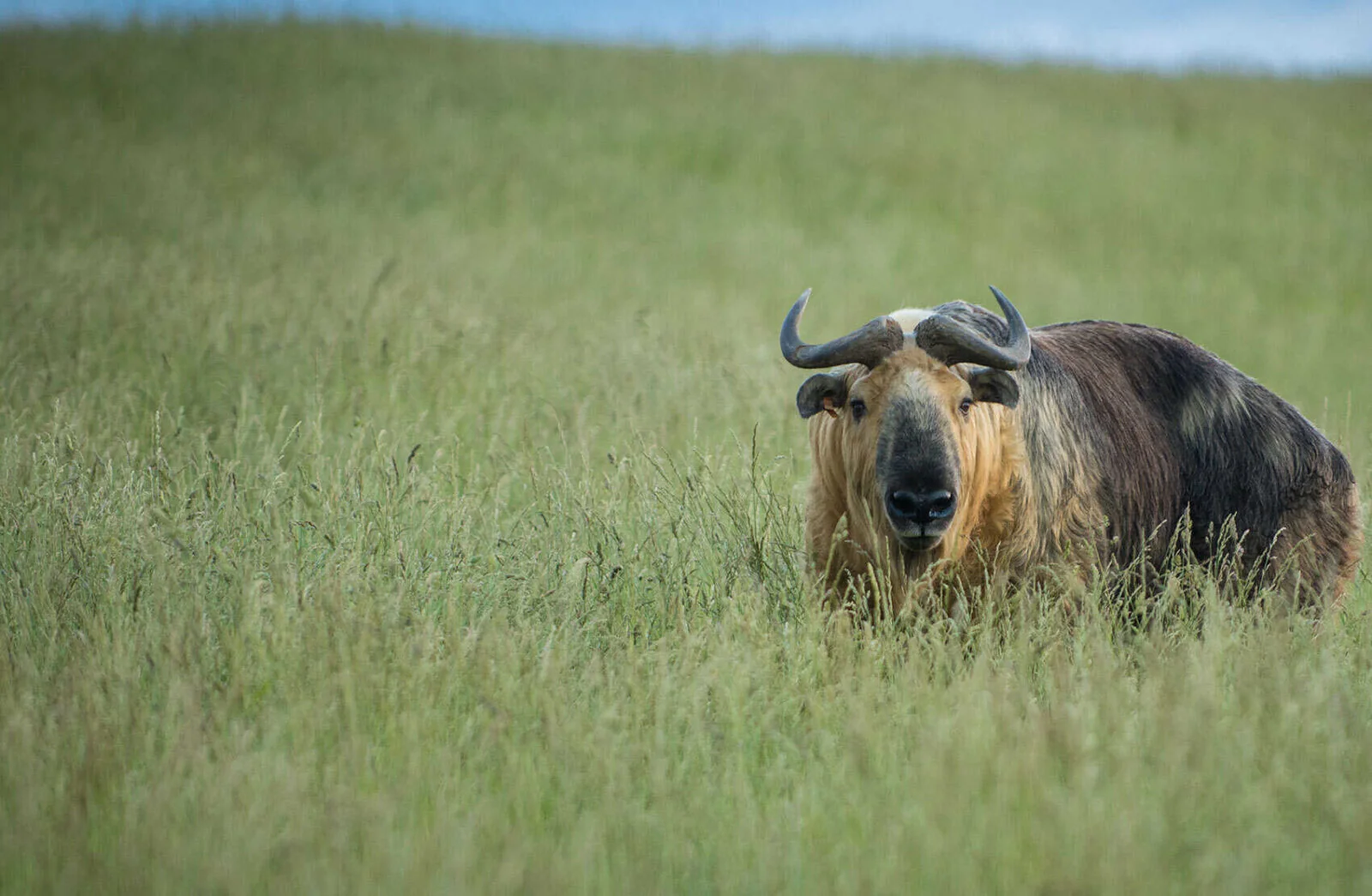 The Wilds