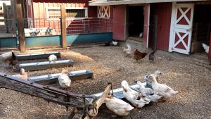 Tilden Regional Park — Little Farm