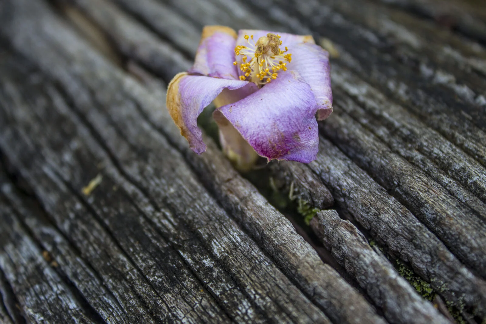 University of California Botanical Garden at Berkeley