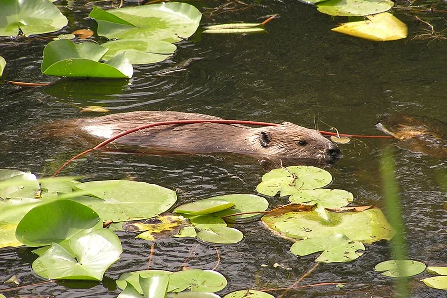 Willowbrook Wildlife Center
