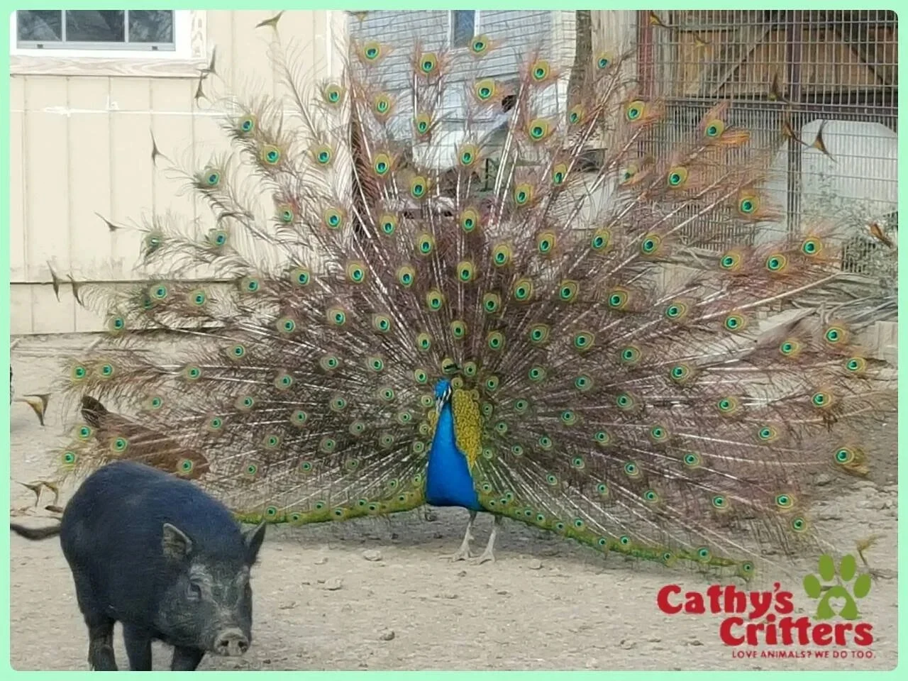 Cathy’s Critters