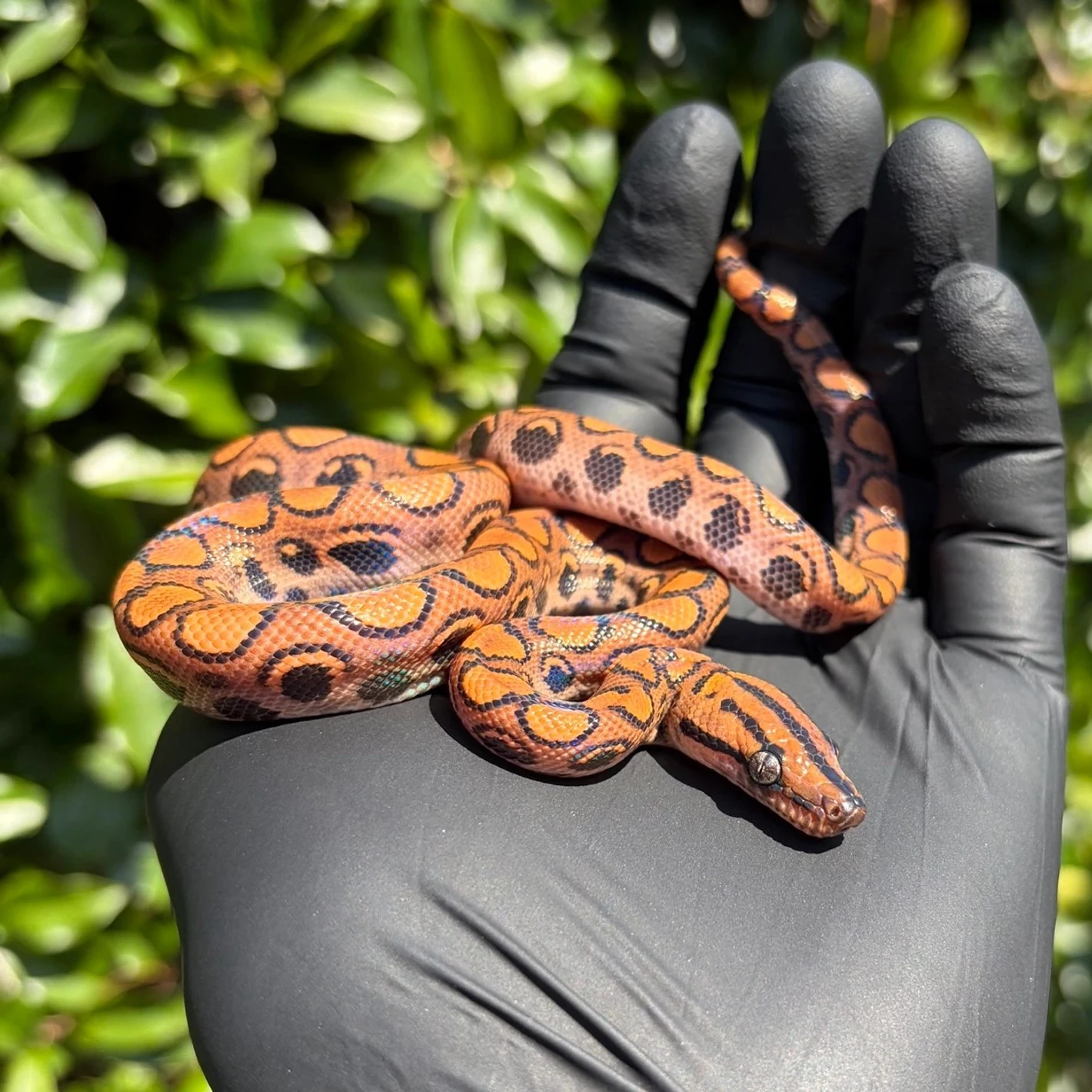 East Bay Vivarium