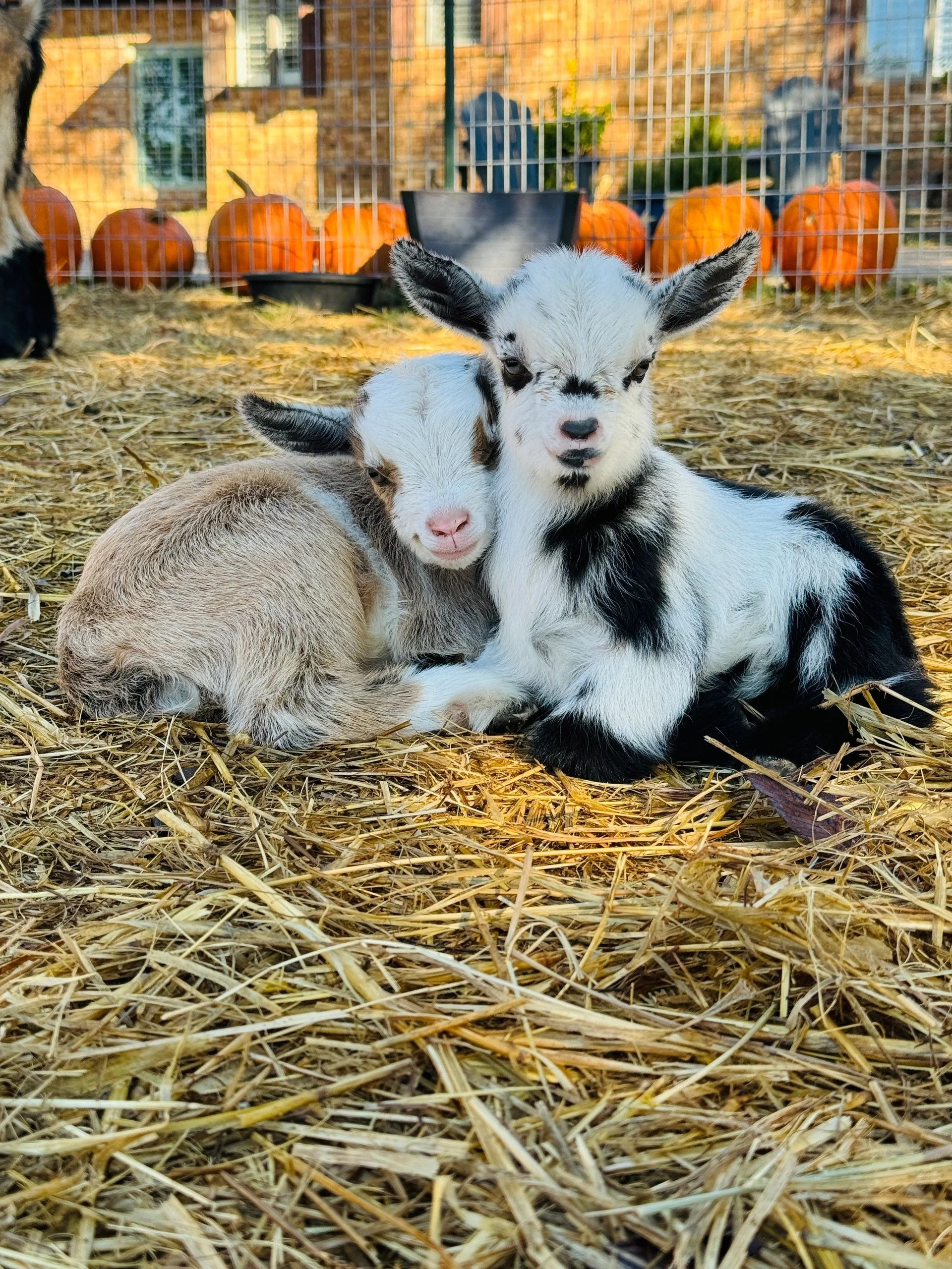 Huddin Homestead Fun Farm