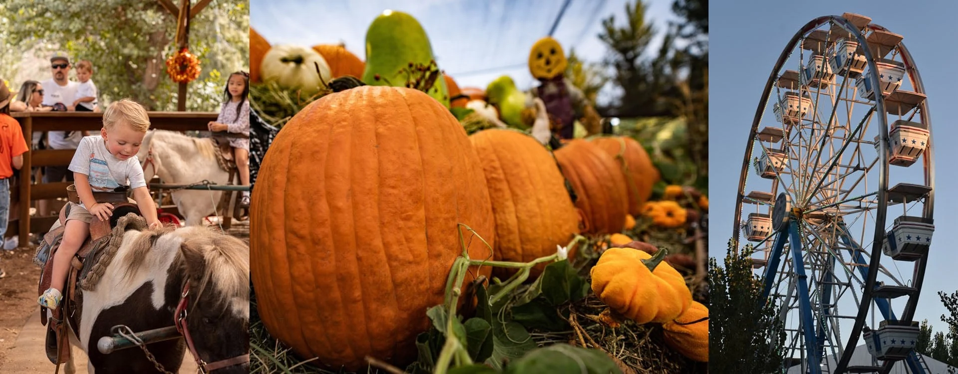 Live Oak Canyon Pumpkin Patch and Christmas Tree Farm