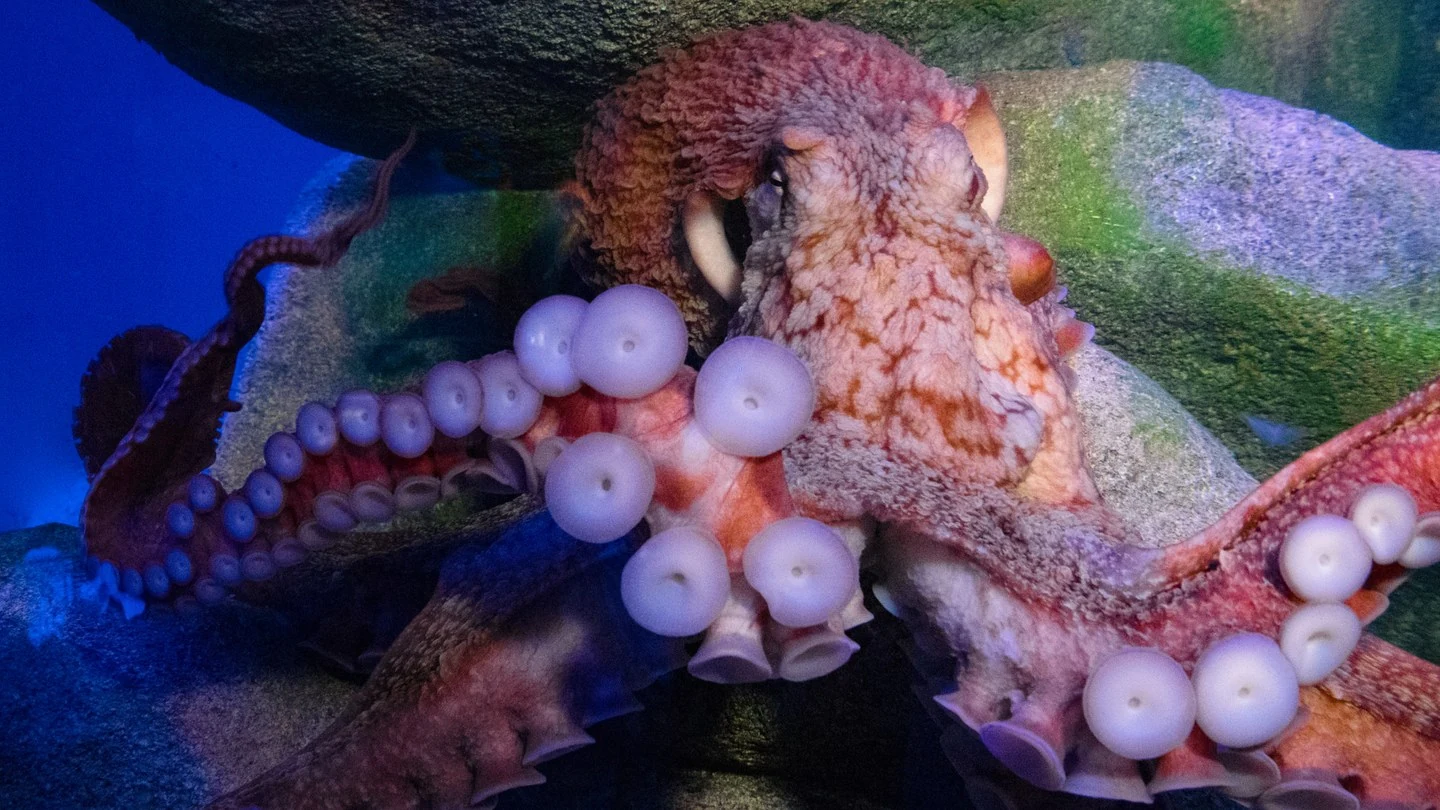 New York Aquarium