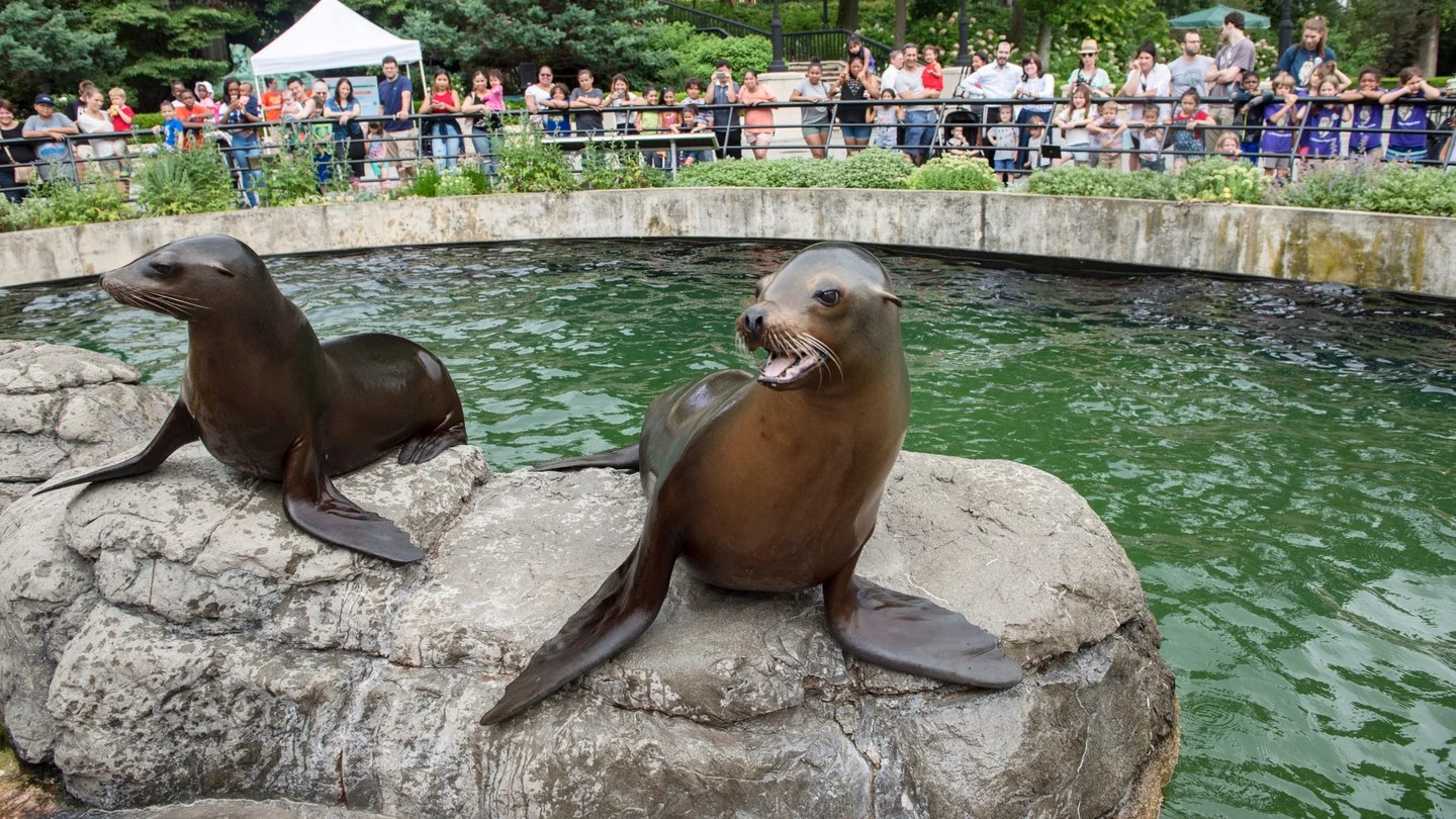 Sea Lions