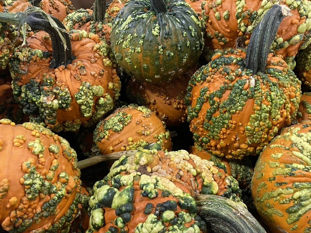 The Big Orange Pumpkin Farm