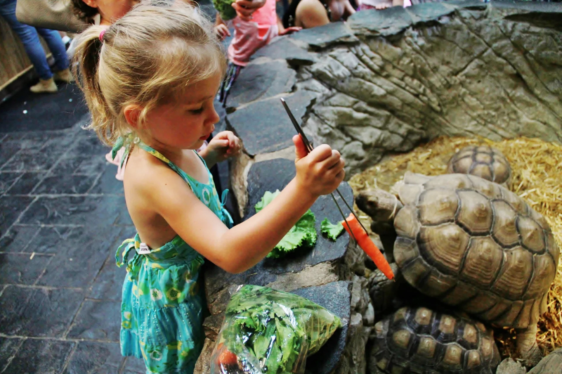 The Reptile Zoo