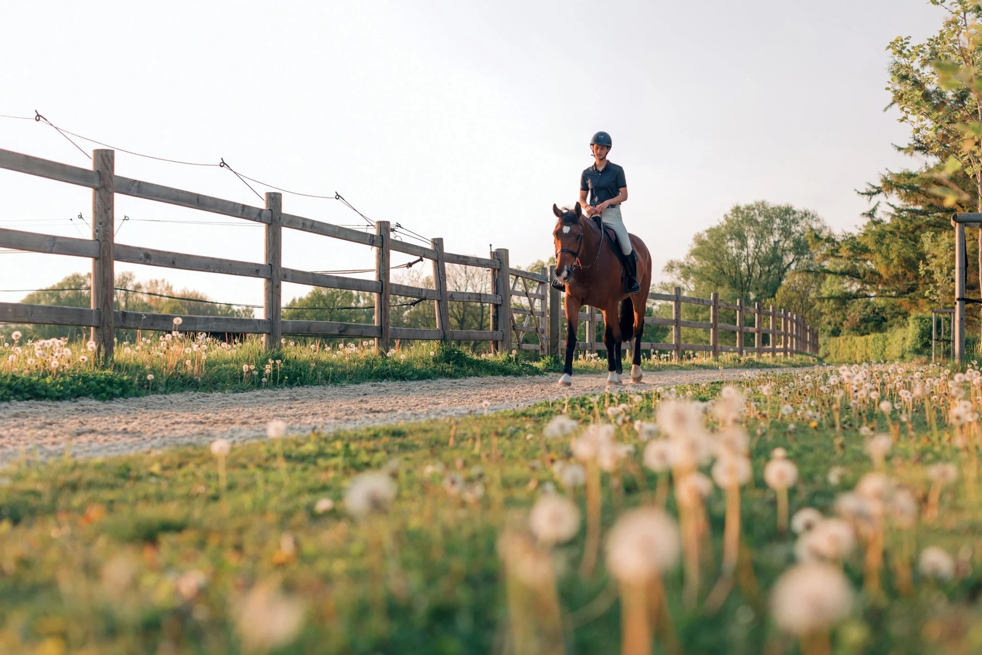 Victor Penner Horsemanship