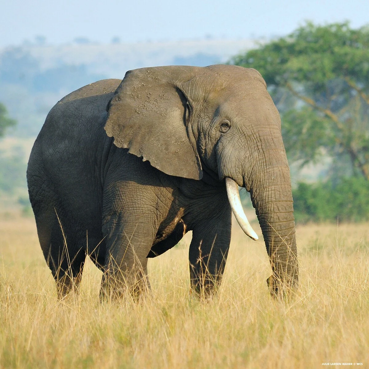 Wildlife Conservation Society